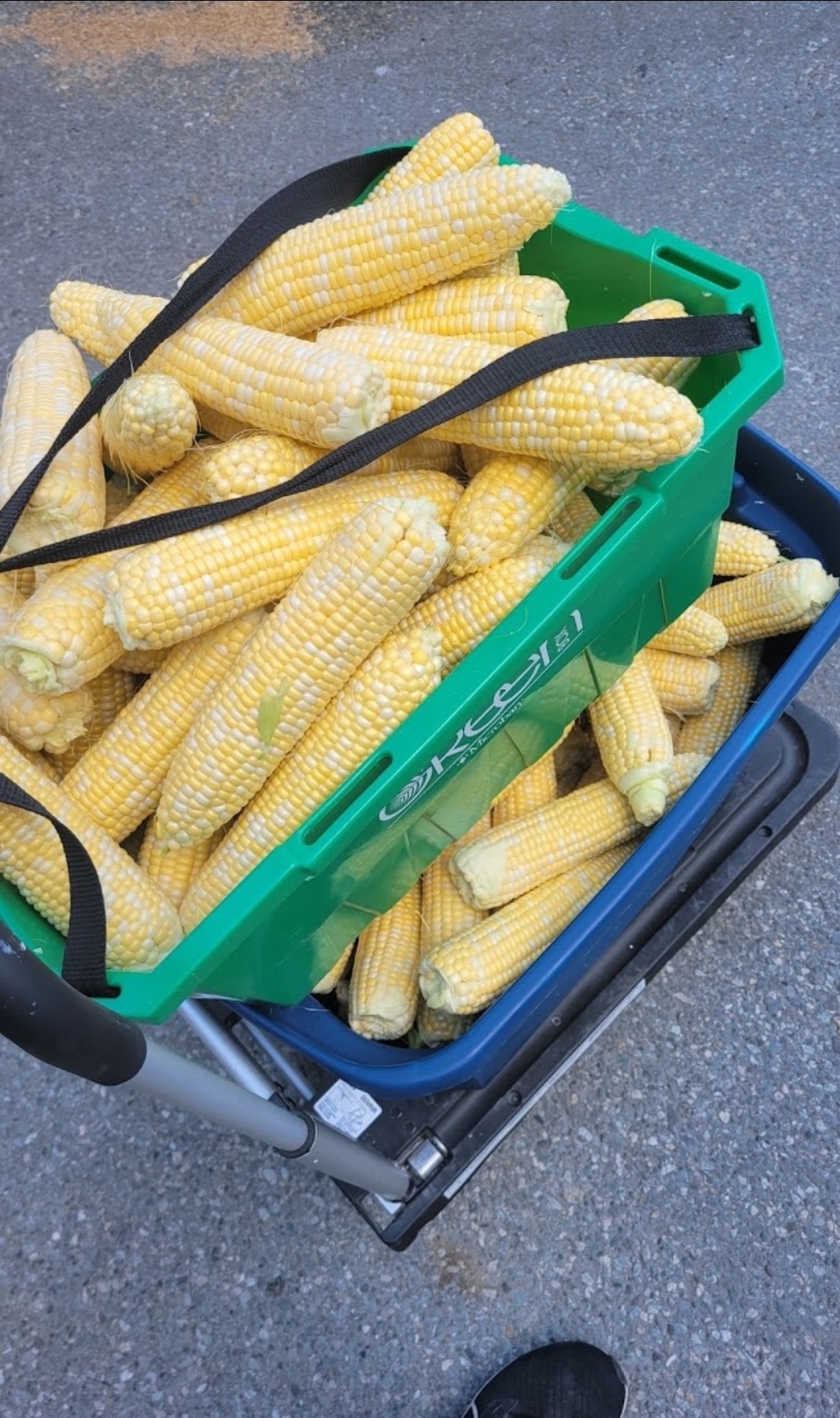 Crates piled high with fresh sweet corn at last year's roast